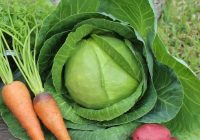 Featured image for Essential Tips for Starting Your First Garden