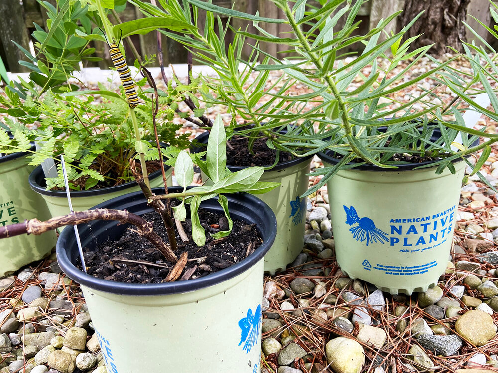 Content image for How to Choose the Right Plants for Your Climate