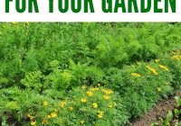 Featured image for The Benefits of Companion Planting in Your Garden