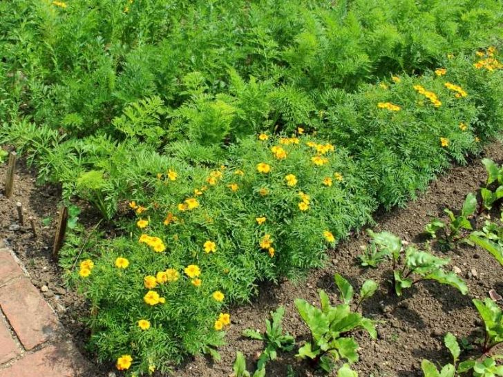 Content image for The Benefits of Companion Planting in Your Garden