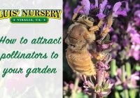 Featured image for How to Attract Pollinators to Your Garden