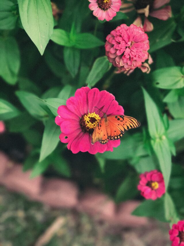 Content image for How to Attract Pollinators to Your Garden