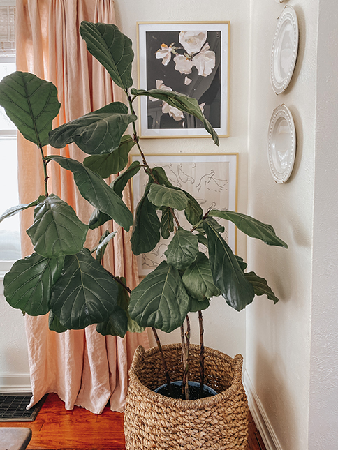 Content image for Tips for Choosing Eco-Friendly Decor Items