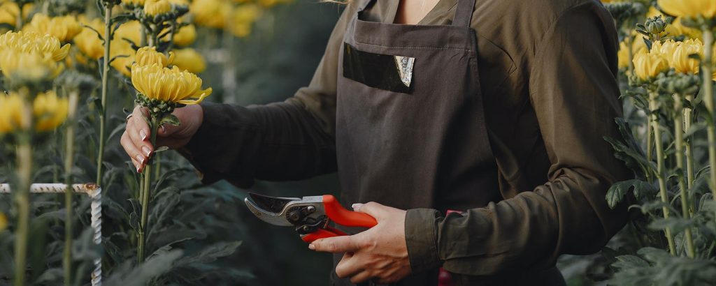 Content image for The Art of Pruning: Techniques for Healthy Plants