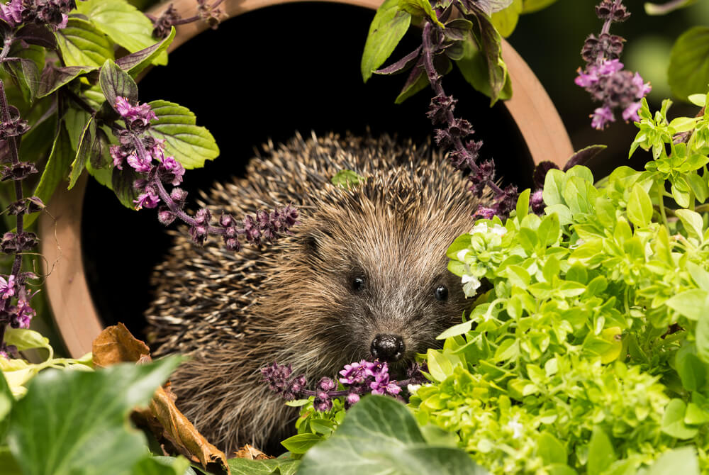 Content image for How to Create a Wildlife-Friendly Garden