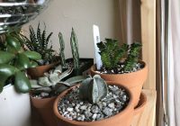 Featured image for How to Grow a Thriving Indoor Garden