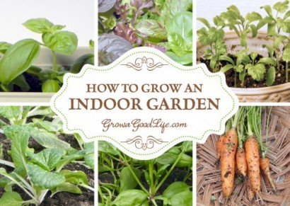 Content image for How to Grow a Thriving Indoor Garden