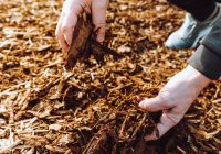 Featured image for The Importance of Mulching: Benefits and Techniques