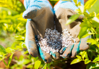 Featured image for How to Choose the Right Fertilizer for Your Plants