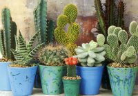 Featured image for Tips for Growing Succulents and Cacti Successfully