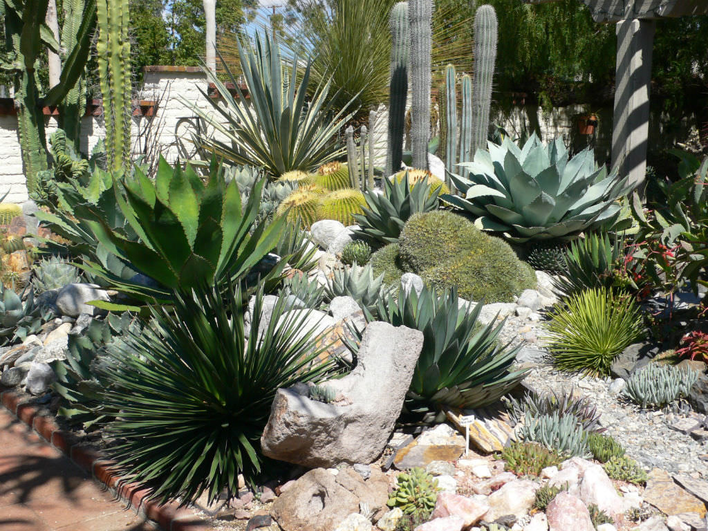 Content image for Tips for Growing Succulents and Cacti Successfully