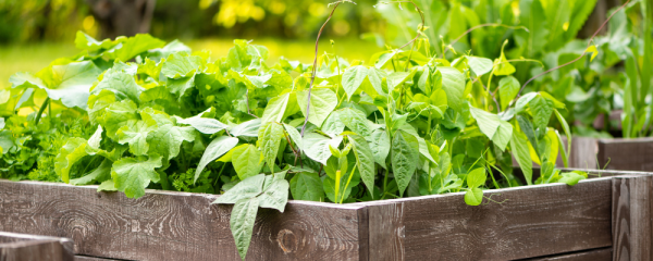 Content image for The Benefits of Raised Bed Gardening