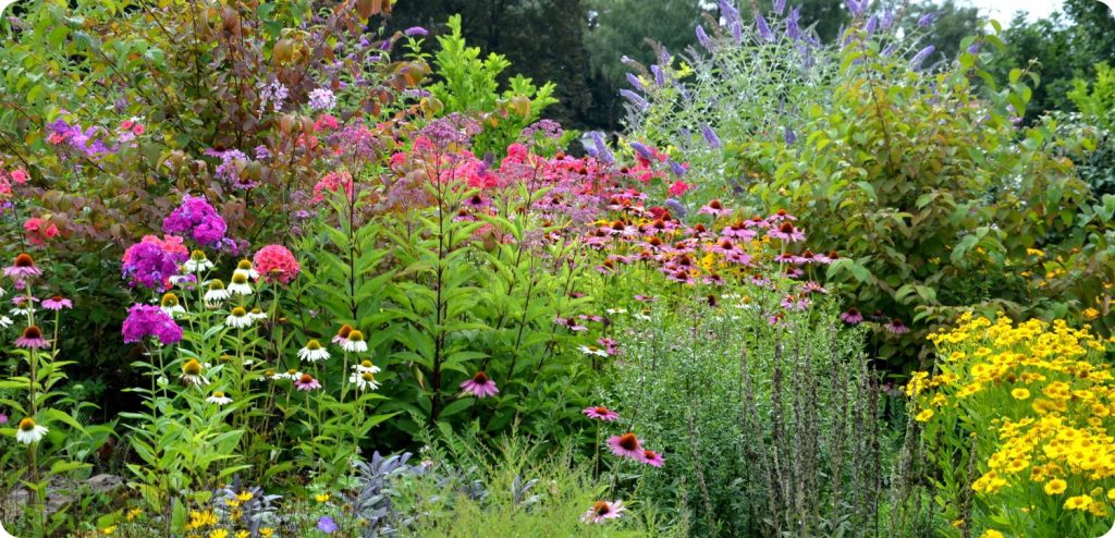 Content image for Tips for Growing Flowers from Seeds Successfully