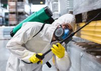 Featured image for Understanding Pest Control: Natural vs Chemical Methods
