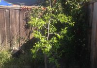 Featured image for Tips on Growing Fruit Trees in Your Backyard