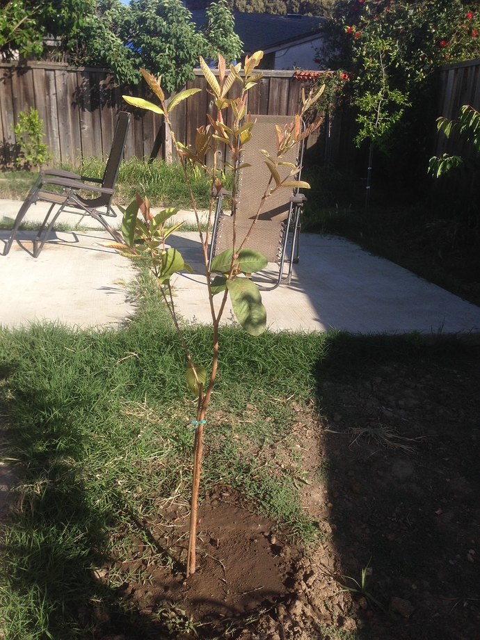 Content image for Tips on Growing Fruit Trees in Your Backyard